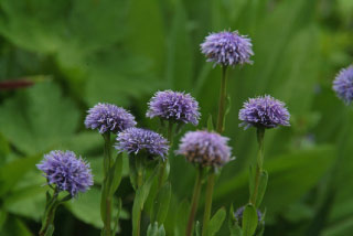 Globularia punctataKogelbloem bestellen